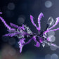 Kotobukiya AS010 NON Arcanadea Weapon XenoAlma Tidal Orketos Plastic Model Kit