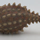 PNSO 13 1:35 Sede the Ankylosaurus Model w/ Poster & Booklet LN/Box