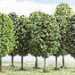 Busch 6585 N/Z Deciduous Trees (Set of 15)