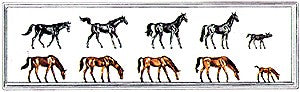 Merten 2408 N Animals Colts Figures (Set of 10)
