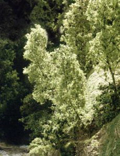 Woodland Scenics F1130 Dark Green Fine-Leaf Foliage