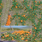 Busch 1201 HO Pumpkin Field
