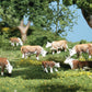 Woodland Scenics A2767 O Scenic Accents Hereford Cow Figures (Set of 11)