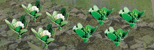 JTT Scenery Products 95529 HO 3/8" Broccoli & Cauliflower Plants (Pack of 20)