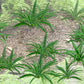 JTT Scenery Products 95533 HO 5/8'' Ferns (Pack of 12)