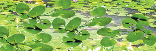 JTT Scenery Products 95537 HO 3/4" Lily Pads (Pack of 12)