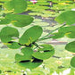 JTT Scenery Products 95538 O 1-1/2'' Lily Pads (Pack of 9)