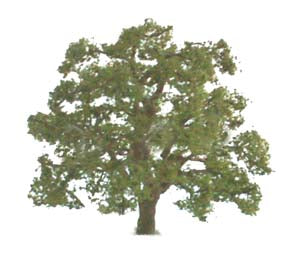 JTT Scenery Products 96043 O 5" Live Oak Tree