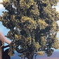 Noch 21765 HO 18cm Marsh Oak Tree