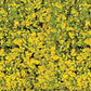 Heki 1556 Goldenrod Yellow 11 x 5-1/2 27.9 x 14 cm Foliage Pad