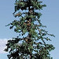 Timberline Scenery 110 HO Deep Wood Green Pine Tree 9" - 11" Tall