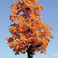 Timberline Scenery 221 Deciduous 9-11 October Orange