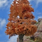 Timberline Scenery 221 Deciduous 9-11 October Orange