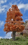 Timberline Scenery 221 Deciduous 9-11 October Orange