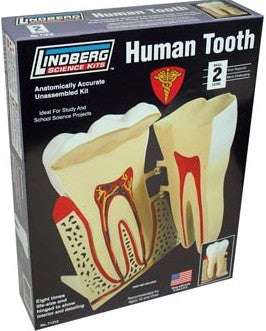 Lindberg 71312 7-1/2" Human Tooth