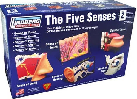 Lindberg 71315 5 Senses Plastic Models Kit: Nose, Eye, Mouth, Ear & Skin