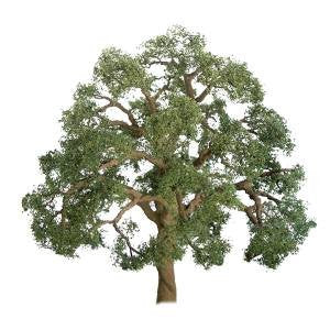 JTT Scenery Products 94347 Z Live Oak 1" Pro (6)