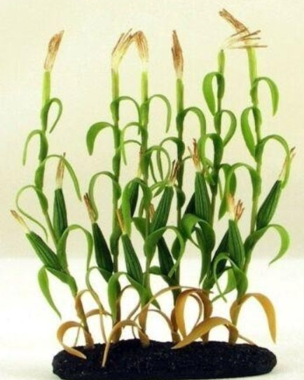 Cargo to Go 101-0950 O Corn Patch Stalks Detailed