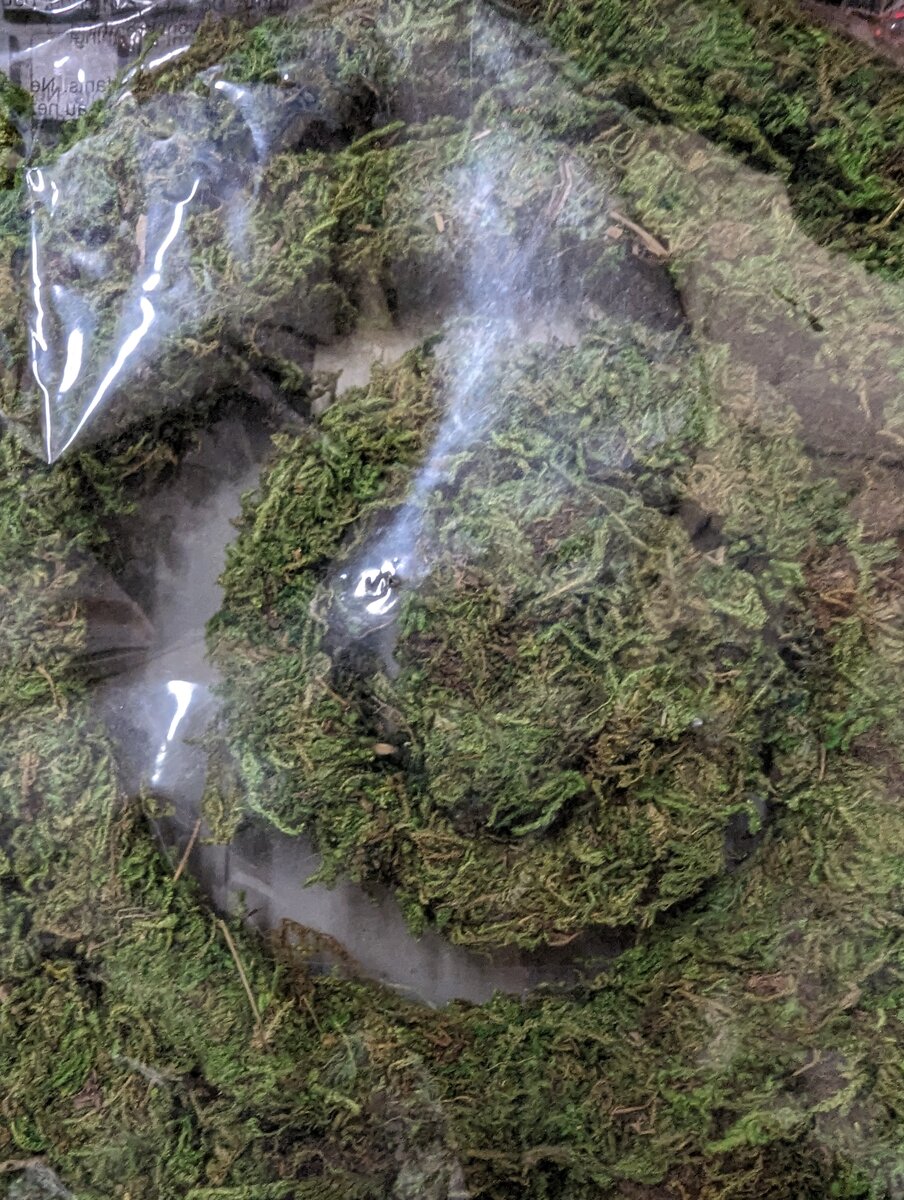 Ashland 204609 Moss Ground Cover 6 FT