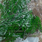 Trainz 458 Plastic Trees without Base 2" Tall (Pack of 20)