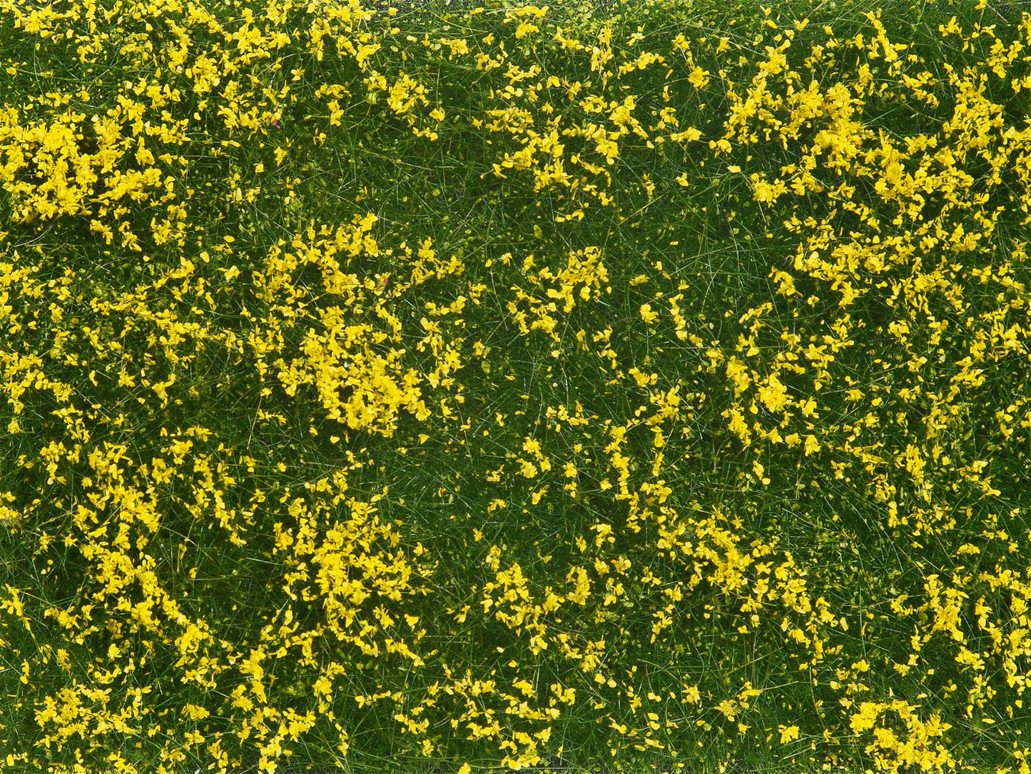 Noch 07255 Meadow Yellow Groundcover Foliage