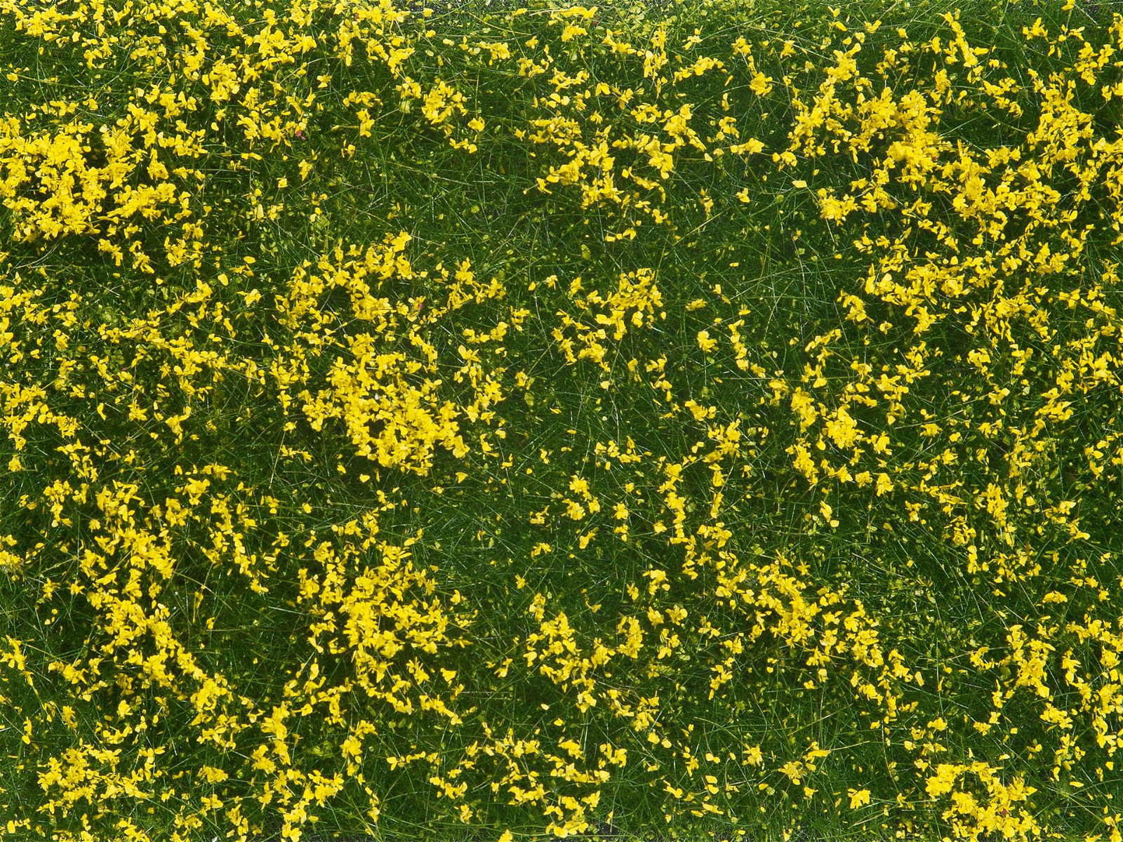 Noch 07255 Meadow Yellow Groundcover Foliage