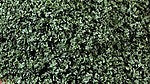 Scenic Express EX806B Coarse Green Grass Flock & Turf 32 Oz. Shaker